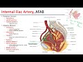 Internal Iliac Artery - M1 Perineum