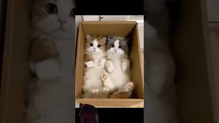 Kucing kembar lucu #cat #cute #catlover #cutecat #meow #kucing #kucinglucu #funny #pets