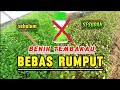 cara semai benih tembakau bebas dari gulma