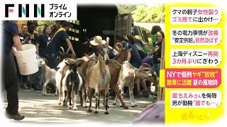 NYで恒例ヤギ“放牧”　除草に活躍 夏の風物詩