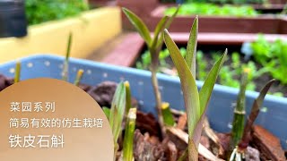 菜园 | 铁皮石斛 | 仿生种植铁皮石斛，如何帮助迅速恢复生机