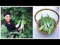 Organic Bitter Gourd Farming | Tips For Growing Bitter Melon