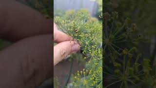 How to make a ladybug hotel! 🐞#texasgarden #ladybugs #garden