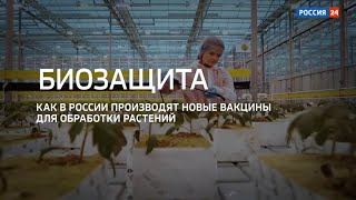 Телеканал Россия 24 - БИОЗАЩИТА. Как в России производят новые вакцины для обработки растений