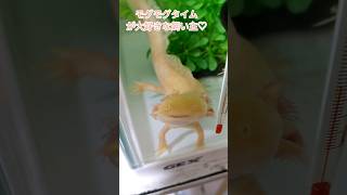 この表情で食べると、幸せな気持ちになっちゃう！【激カワ】#ウーパールーパー#いやし#笑ってる#shorts