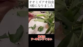 5齢になったオオミズアオの幼虫#イモムシ#ヤママユ #オオミズアオ#ガの幼虫