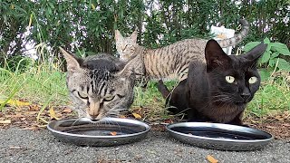 空腹のさくら猫たちが美味しそうに食べた。The hungry cherry blossom cats ate deliciously.  Vol.494