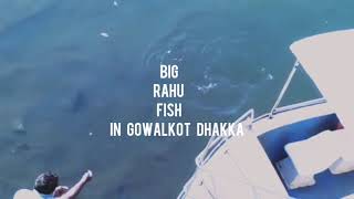 BIG RAHU FISH IN GOWALKOT DHAKKA