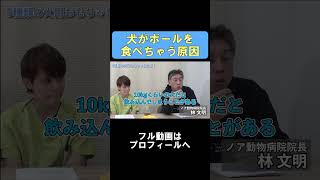 ワンちゃんの誤飲誤食エピソード、ぜひコメント欄で共有して、みんなで気を付けていきましょう！#shorts #犬 #犬のいる生活 #事故 #獣医師 #獣医師の目 #ベッツアイチャンネル