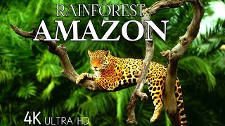 wildlife || amazon rainforest || wildlife jungles || animals birds life || informator