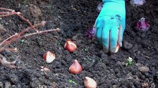 UMN Extension Planting Spring Bulbs: It's Easy!