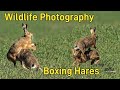 Wildlife Photography Boxing Hares