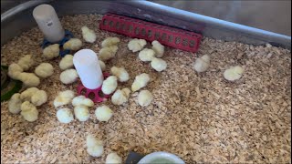 We Got Our First Meat Birds | Murray McMurray Hatchery Review | How To Raise Meat Birds |