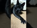 猫 保護猫 cat 猫のいる暮らし 猫好きさんと繋がりたい かわいい猫 ねこたんの解説 ねこ動画 猫動画 ねこのいる暮らし 猫好き