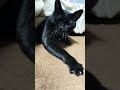 猫 保護猫 cat 猫のいる暮らし 猫好きさんと繋がりたい かわいい猫 ねこたんの解説 ねこ動画 猫動画 ねこのいる暮らし 猫好き