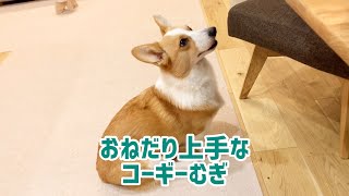 【おねだり上手】コマンド言ってないけどフセをする！コーギーむぎ