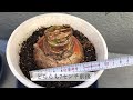 【球根植物】アマリリス　冬の様子＃休眠期＃植え替え後