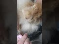 how to help angora rabbit cut nail 如何幫安哥拉兔剪指甲