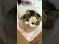 cute kitten foryou cat fuunypets funnycat funny funnyanimal pets fyp