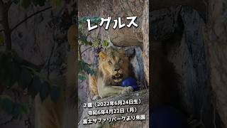 若獅子レグルス🦁【東山動物園】 #東山動物園 #富士サファリパーク #ライオン #レグルス  #イケメン