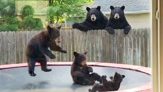When Animals Think No One's Watching Them 😂 Funny Animals Caught on Camera