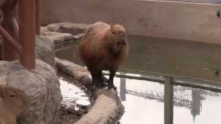 カピバラ　（旭山動物園篇）泉水君元気です！