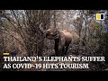 Hungry and out of jobs: Thailand’s elephants suffer as Covid-19 outbreak hits tourism