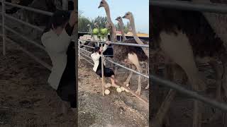 #鸵鸟养殖 #鸵鸟苗  #funny#ostrich #shorts