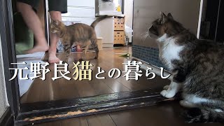 元野良猫家族の一日をざっくりまとめました