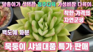 #청주다육 가성비짱 다육이 #달총이가 선택한 가성비좋은 자연군생 국민이 #보기드문 다육이까지