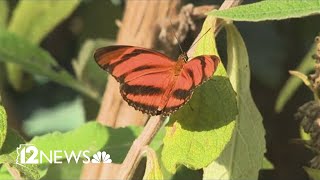 Butterfly release honors missing people