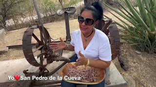 Kenna Soqui cortando pechita de mesquite: cuenta la historia del ejido de San Pedro