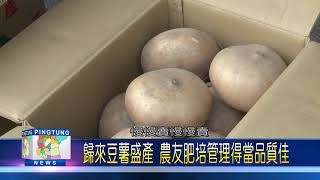 109 0414 歸來豆薯盛產 農友肥培管理得當品質佳