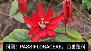 第一百四十四集：紅花西番蓮 Passiflora miniata