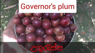 Governor's plum (උගුරැස්ස)