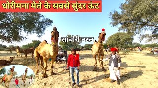 धोरीमना मेले में सांचौरी नस्ल के सबसे बेस्ट ऊंट // Dhorimna aalam pashu mela 2025