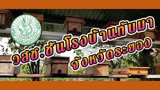 วิสาหกิจชุมชนกลุ่มส่งเสริมอาชีพผู้เลี้ยงชันโรงบ้านทับมา อำเภอเมืองระยอง #ชันโรง #เกษตรระยอง