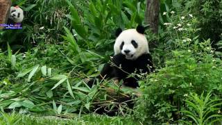 20160521圓仔戶外野餐時光有枯枝竹葉相伴 The Giant Panda Yuan Zai