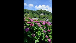 我眼追想　2018 奈良県　桜井市 紫陽花咲く初夏の長谷寺