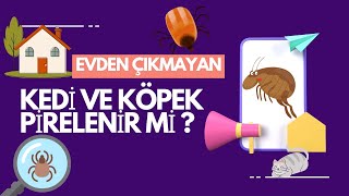 🐈🐕 Pirelenme - Evden Çıkmayan Kedi Nasıl Pirelenir ? #kediler