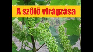 A szőlő virágzása - rovarok a virágfürtökön