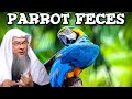 Parrots As Pets, Are their Feces Pure