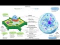 tierzelle vs. pflanzenzelle vergleich zellorganellen und ihre funktionen 3 3 biologie