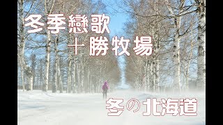 【北海道冬之旅】冬の十勝牧場白樺並木，景色絕美令人流連。