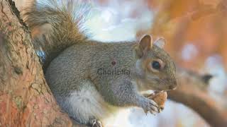 BIO 331: Eastern Gray Squirrel