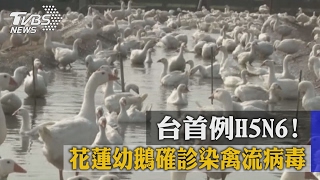 台首例H5N6！　花蓮幼鵝確診染禽流病毒