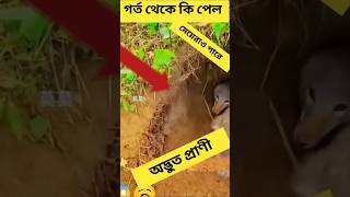 গর্ত থেকে কি পেলো 😱😱 #jesus #facts #shortvideo #foryou #shortvideo #viralshort #everyone #ytshorts