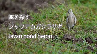 【餌を探す】ジャワアカガシラサギ Javan pond heron