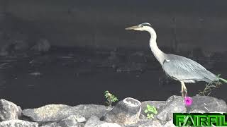 ENNIS CO CLARE  WILD LIFE