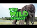 heartwarming rescue saving an injured elephant with a swollen leg part 02